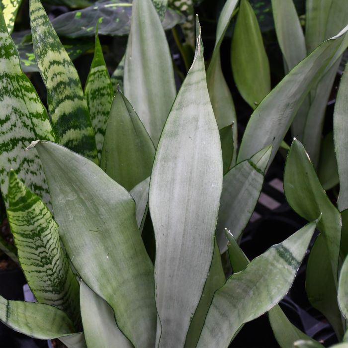 Best Snake Plant Varieties