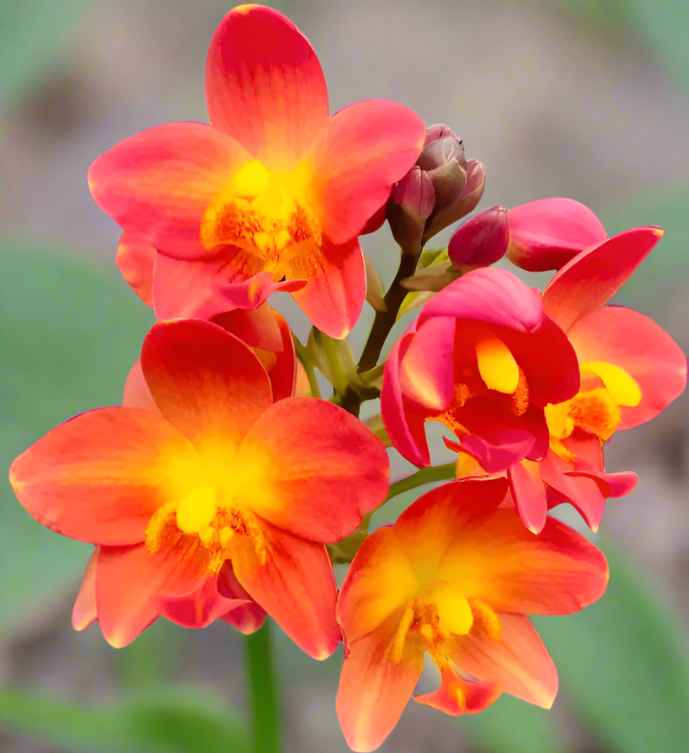Best Groundorchid Varieties