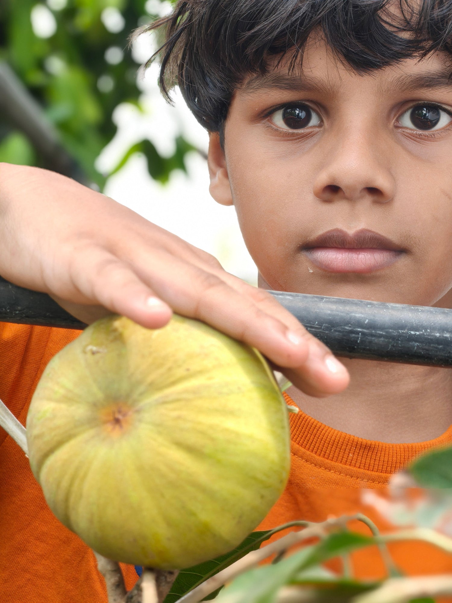 Best Sapote Varieties