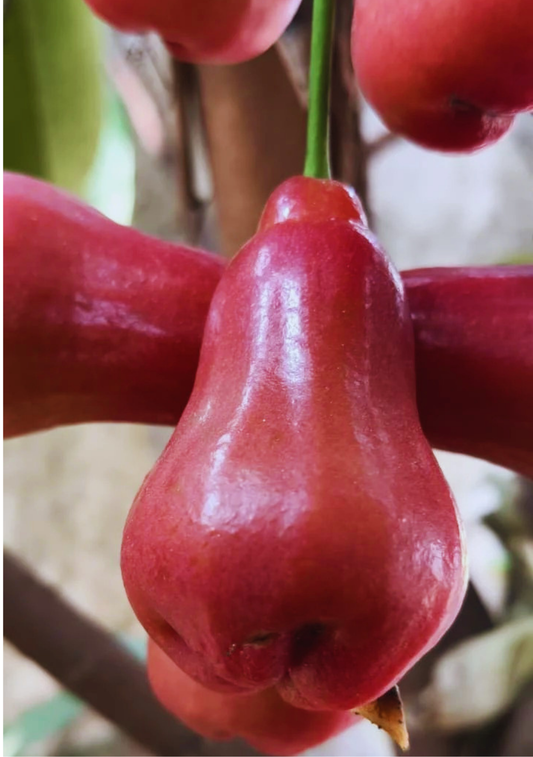 Bali Water Apple Fruit Plant - Syzygium Samarangense