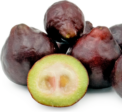 Rainforest Purple Guava Fruit Plant - Psidium Eugeniaefolia