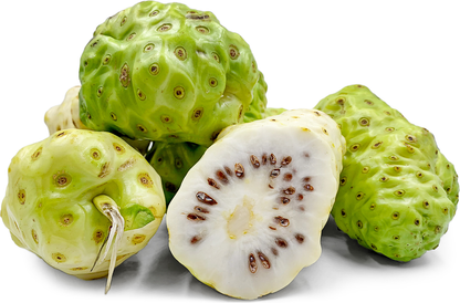 Noni Fruit Plants - Morinda citrifolia
