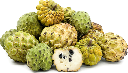 Custard Apple Gold Fruit Plant - Annona Squamosa
