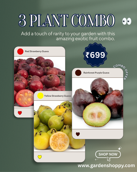 3 Fruit Plant Combo - Guava Plant Combo Only ₹699