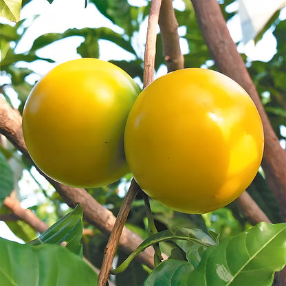 Abiu Giant Fruit Plant - Pouteria Caimito