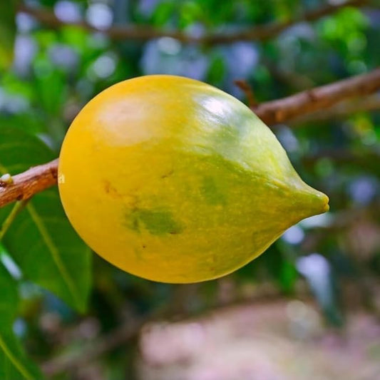 Abiu Nipple Type Fruit Plant