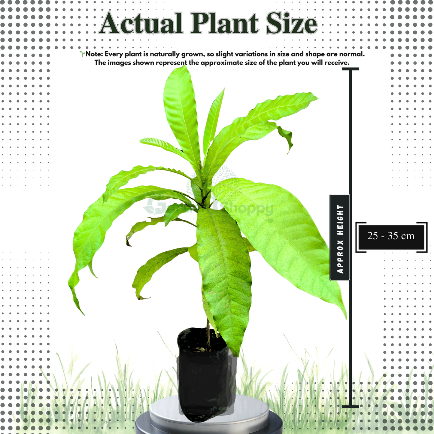 Abiu Giant Fruit Plant - Pouteria Caimito