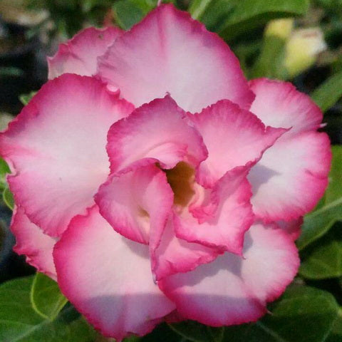 Adenium Double Petal AD121 Grafted Flowering Plant - Adenium Obesum