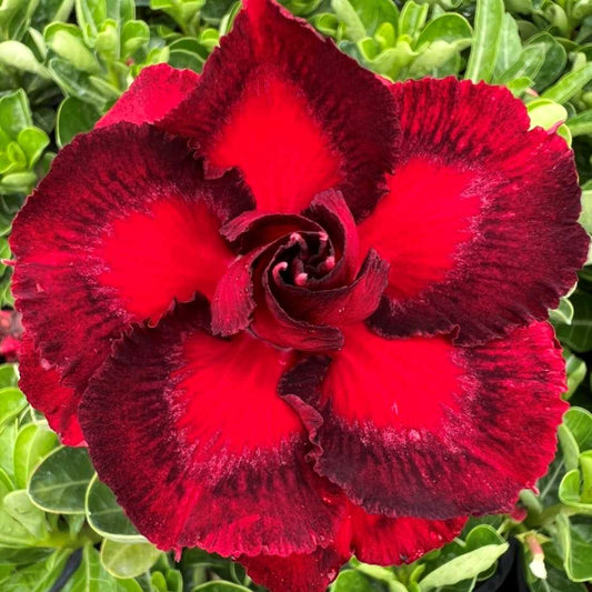 Adenium Double Petal AD122 Grafted Flowering Plant - Adenium Obesum