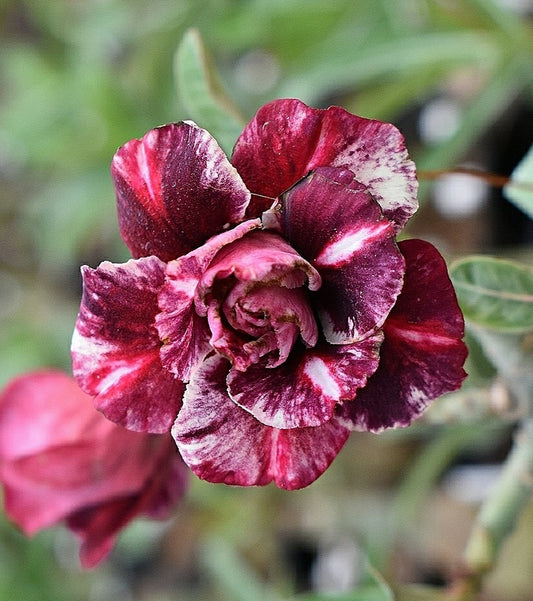 Adenium Double Petal AD123 Grafted Flowering Plant - Adenium Obesum