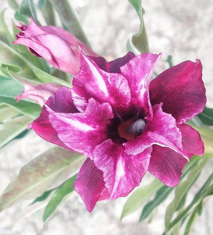 Adenium Double Petal AD124 Grafted Flowering Plant - Adenium Obesum