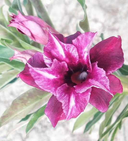 Adenium Double Petal AD124 Grafted Flowering Plant - Adenium Obesum