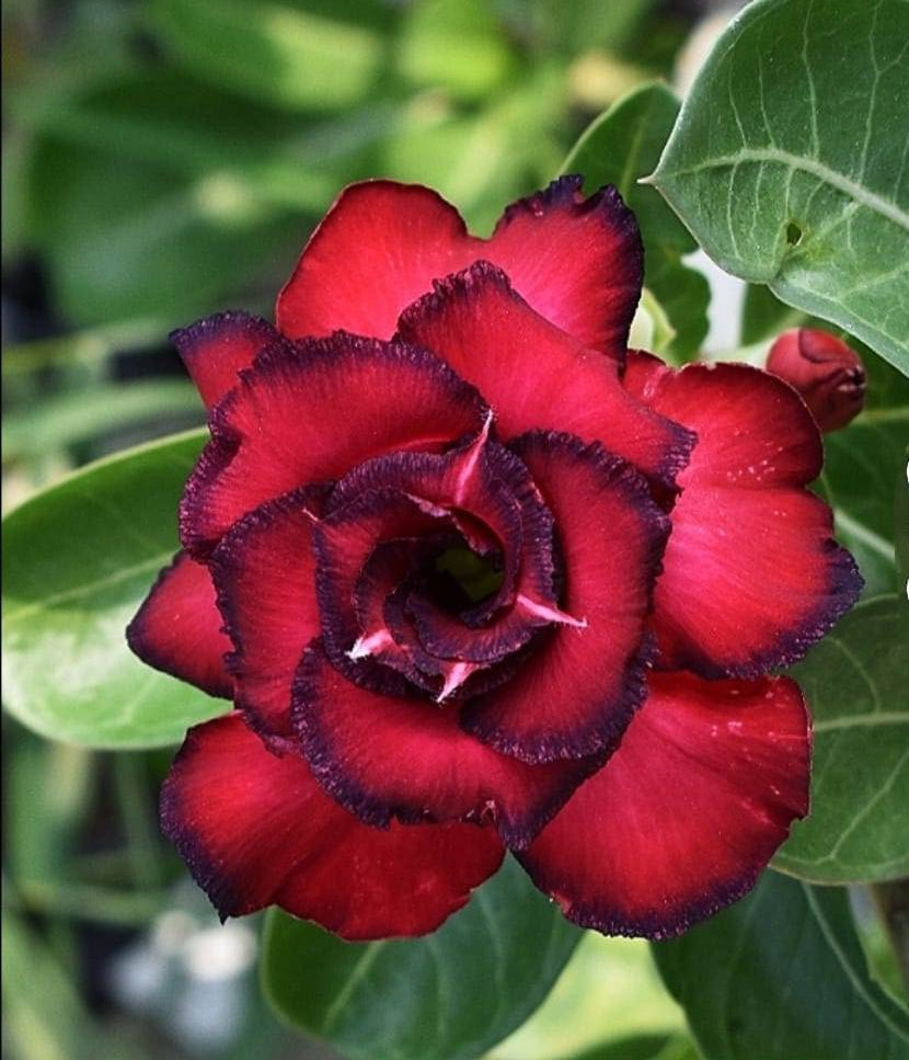 Adenium Double Petal AD125 Grafted Flowering Plant - Adenium Obesum