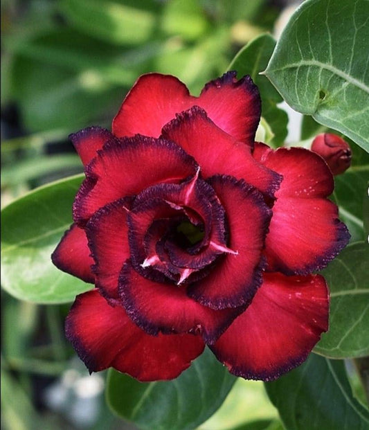 Adenium Double Petal AD125 Grafted Flowering Plant - Adenium Obesum