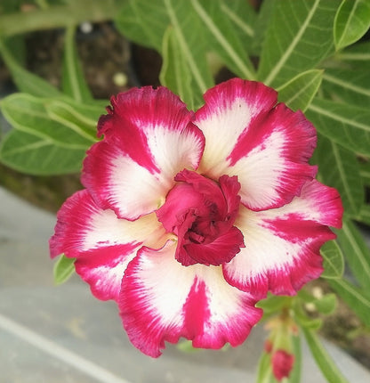 Adenium Double Petal AD126 Grafted Flowering Plant - Adenium Obesum