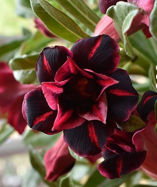 Adenium Double Petal AD127 Grafted Flowering Plant - Adenium Obesum