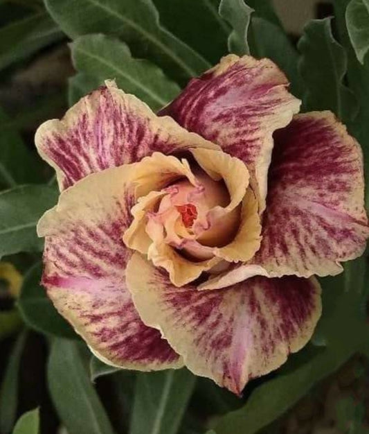 Adenium Double Petal AD128 Grafted Flowering Plant - Adenium Obesum