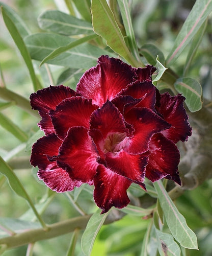 Adenium Double Petal AD129 Grafted Flowering Plant - Adenium Obesum
