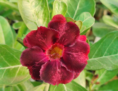Adenium Double Petal AD130 Grafted Flowering Plant- Adenium Obesum