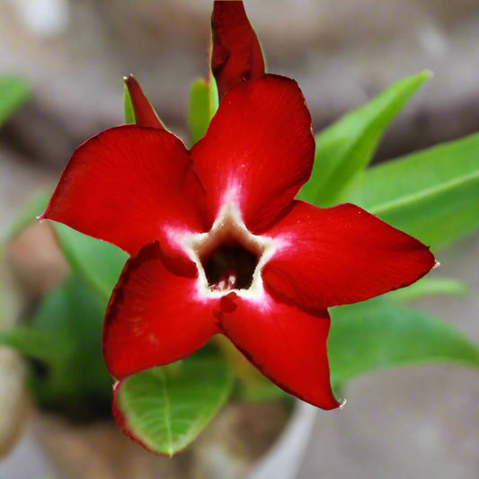 Adenium Single Petal AS54 Grafted Flowering Plant - Adenium Obesum