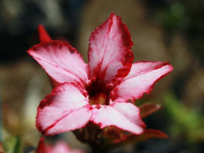 Adenium Single Petal AS55 Grafted Flowering Plant - Adenium Obesum
