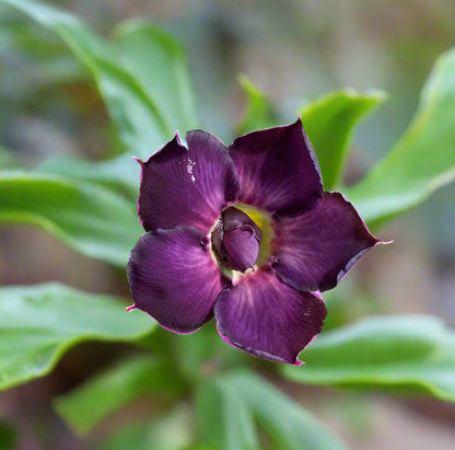 Adenium Single Petal AS56 Grafted Flowering Plant - Adenium Obesum