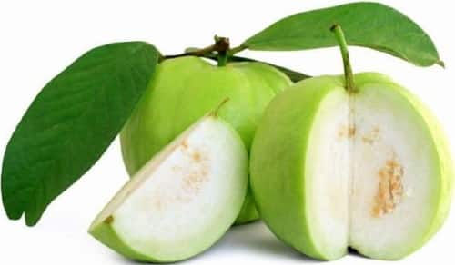 Allahabad Safeda Guava Fruit Plant