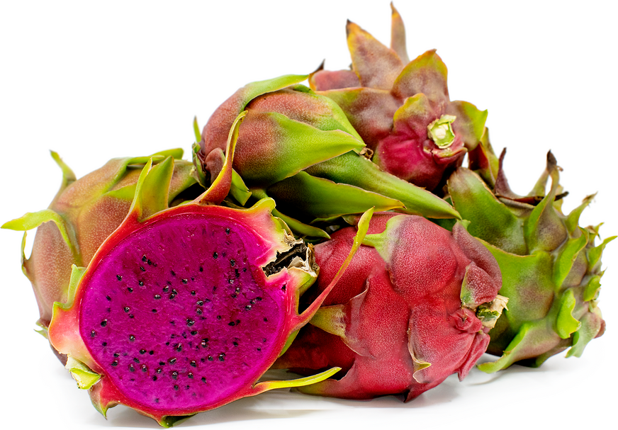American Beauty Dragon Fruit Plant - Selenicereus Undatus