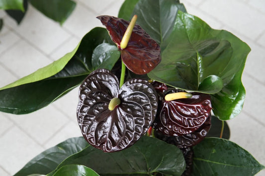 Anthurium Chocolate Flowering Plant - Anthurium Andreanum