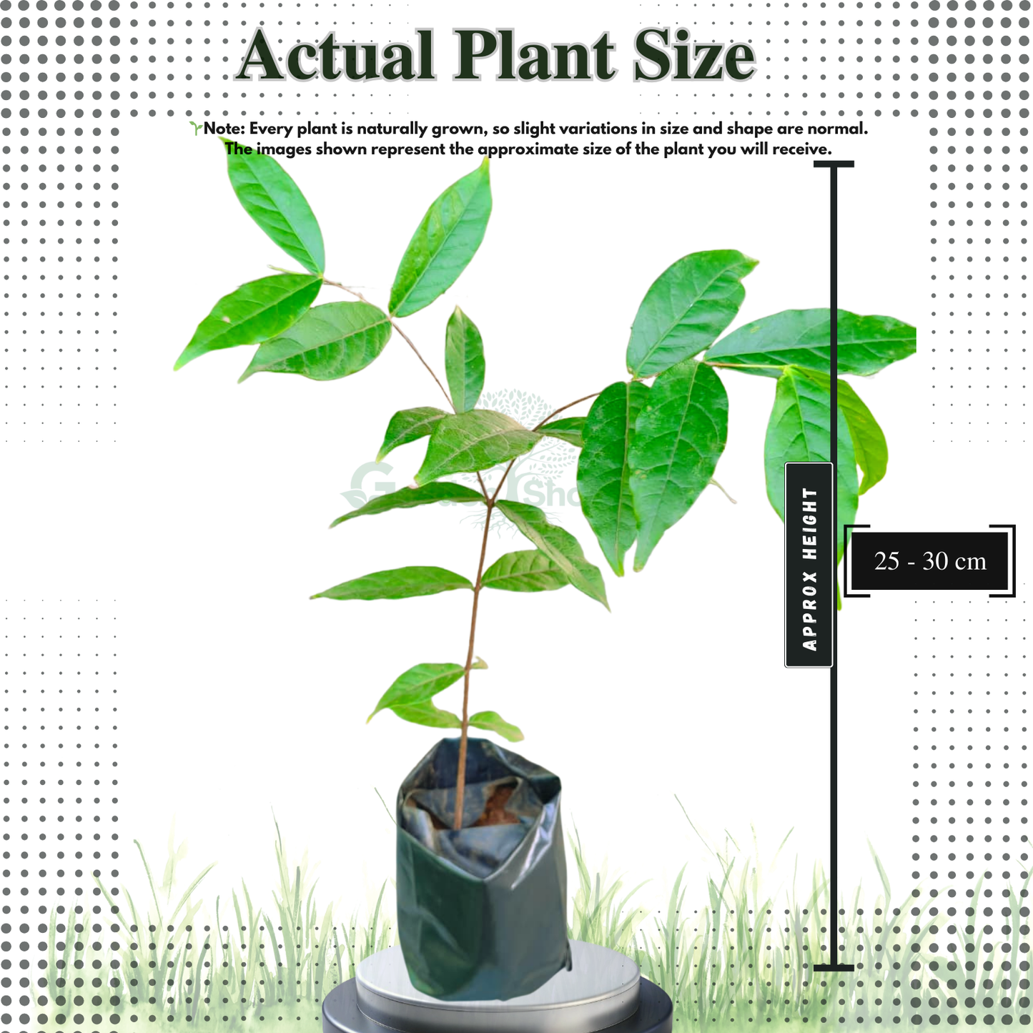 Araza A2 Fruit Plant - Eugenia Stipitata