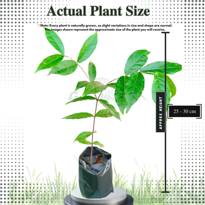 Araza A2 Fruit Plant - Eugenia Stipitata