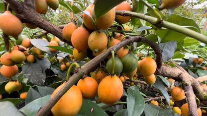Bacupari Fruit Plant - Garcinia Brasiliensis