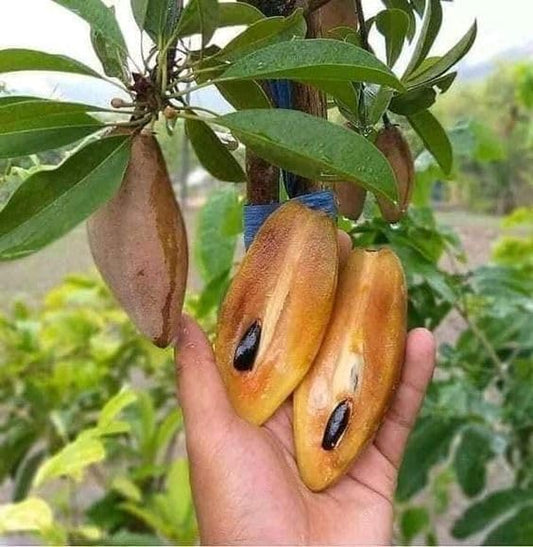 Sapote Banana Fruit Plant