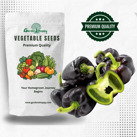 Black F1 Hybrid Capsicum Seeds - Vegetable Seeds