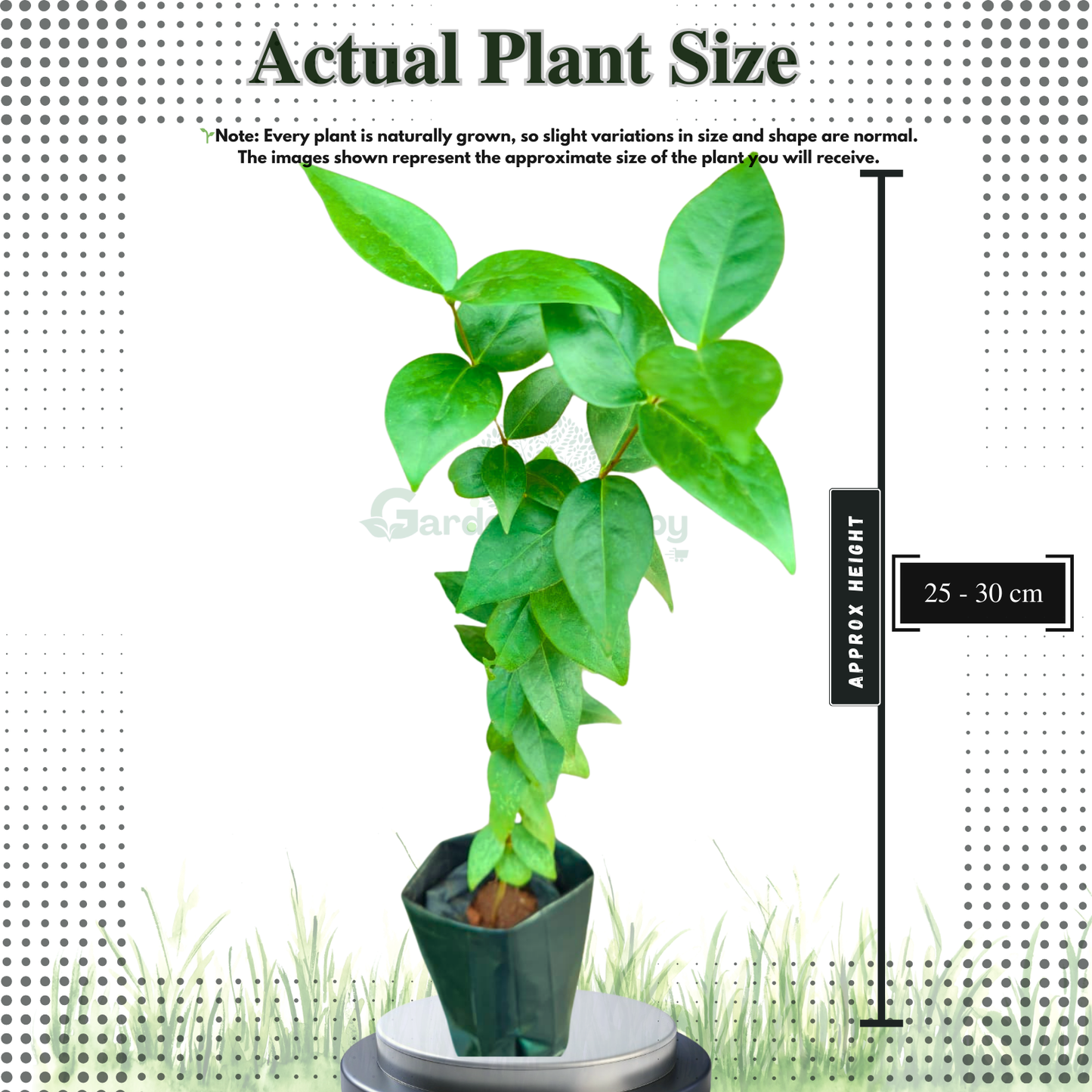 Surinam Cherry Black Fruit Plant - Eugenia Uniflora