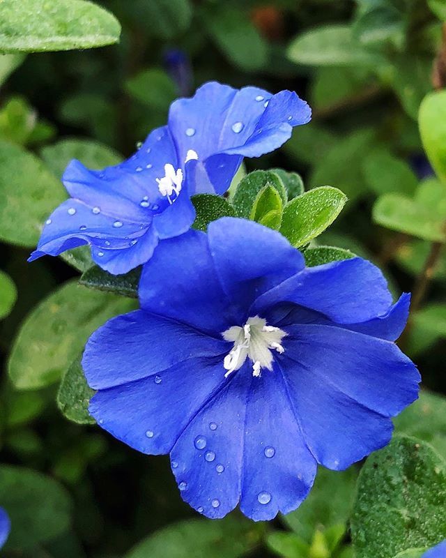 Blue Daze Flowering Plant - Evolvulus Nuttallianus