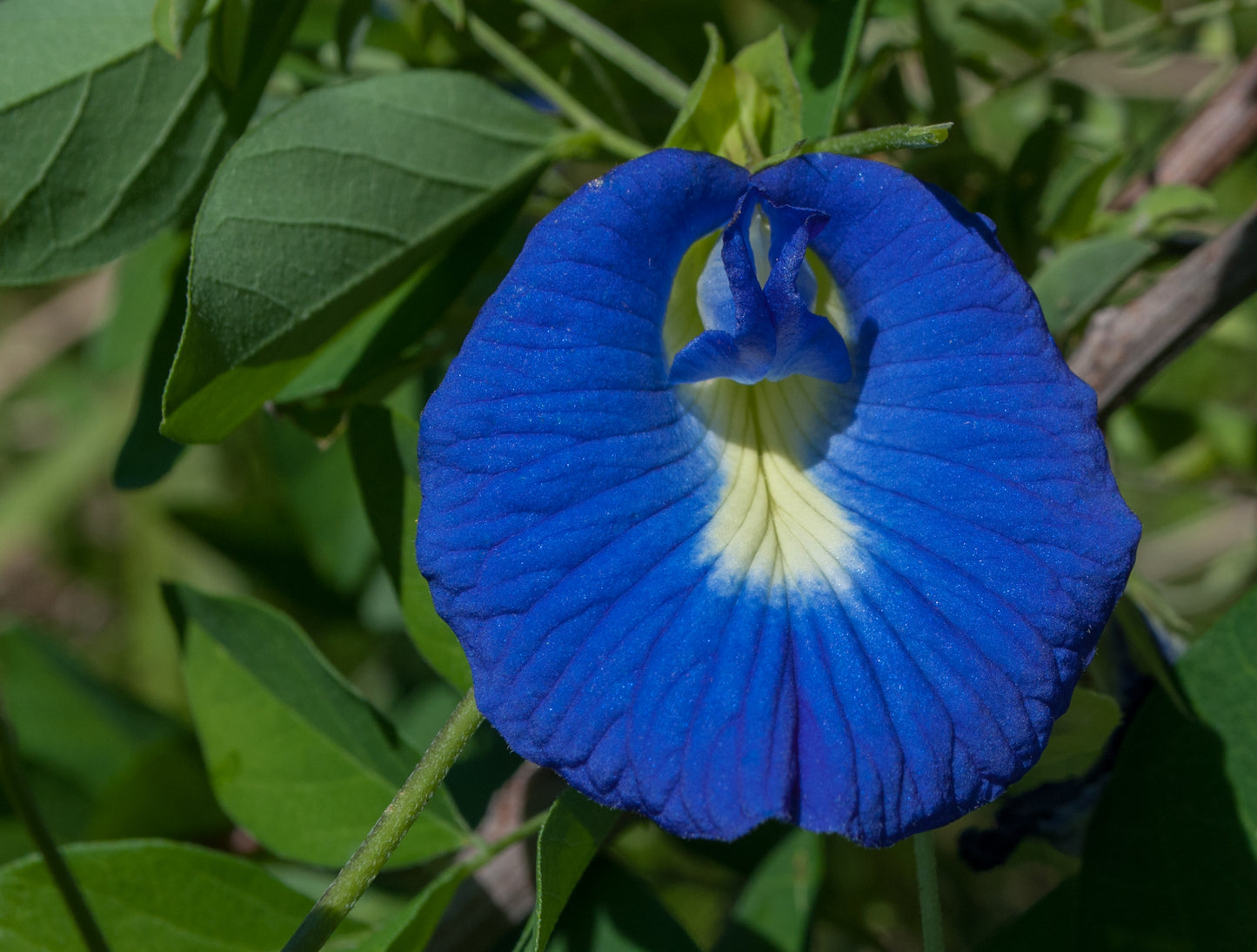Blue Butterfly Pea Flowering Plant – Clitoria Ternatea