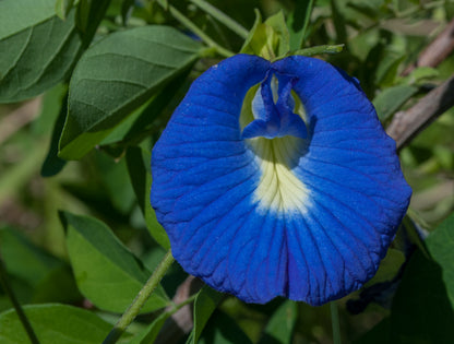 Blue Butterfly Pea Flowering Plant – Clitoria Ternatea
