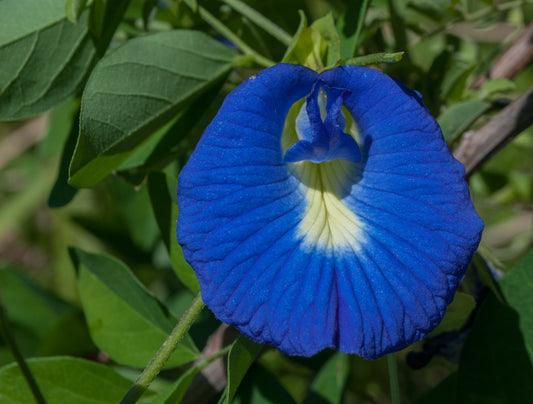 Blue Butterfly Pea Flowering Plant – Clitoria Ternatea