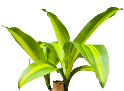 Brazilian Wood Plant - Dracaena Fragrans
