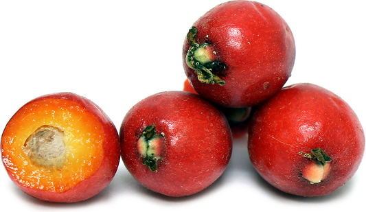 Cedar Bay Cherry Fruit Plant - Eugenia Reinwardtiana