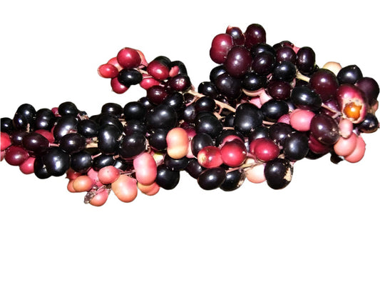 Chamiliag Fruit Plant