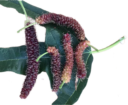 Chicken Claw Mulberry Plant - Morus Trilobata