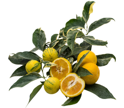 Chinese Bush Orange Variegated Fruit Plant - Citrus × Microcarpa SP