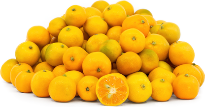 Chinese Bush Orange Fruit Plant - Citrus × Microcarpa