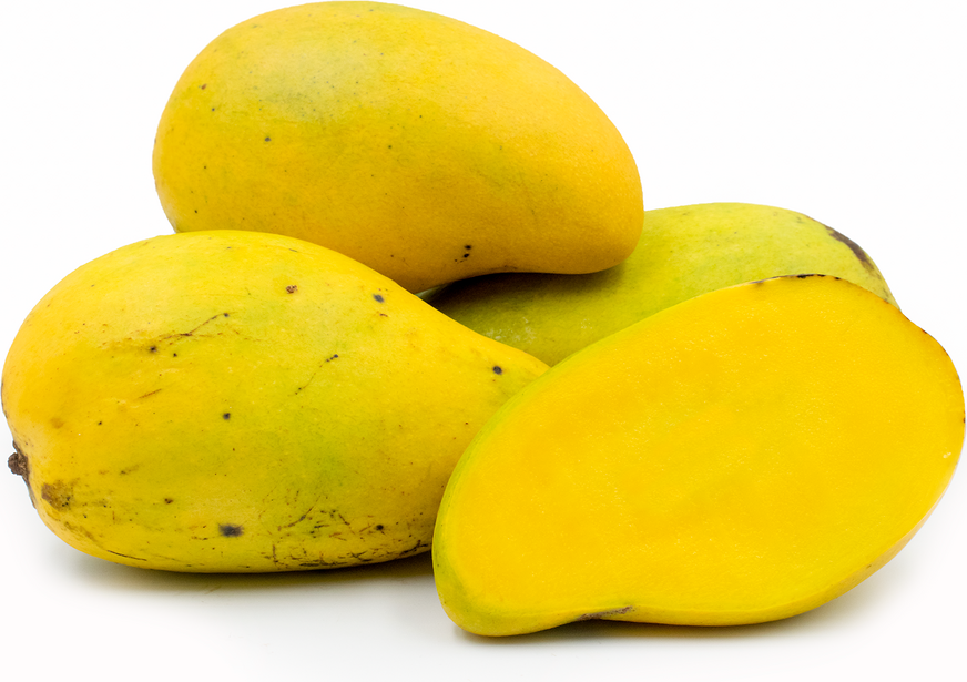 Choc Anan Mango Fruit Plant - Mangifera Indica