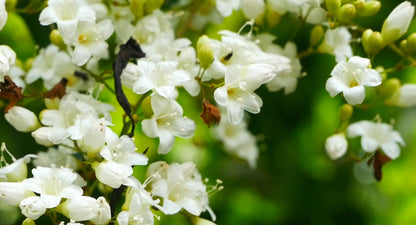 Christmas Jasmine Flowering Plant – Porana Paniculata