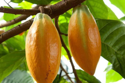 Coco Fruit Plant