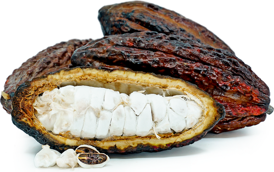 Cocoa H1 Fruit Plant