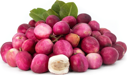 Cocoplum Fruit Plant - Chrysobalanus Icaco